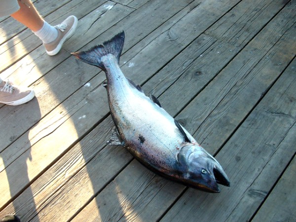 Mike Chaput's fish on deck