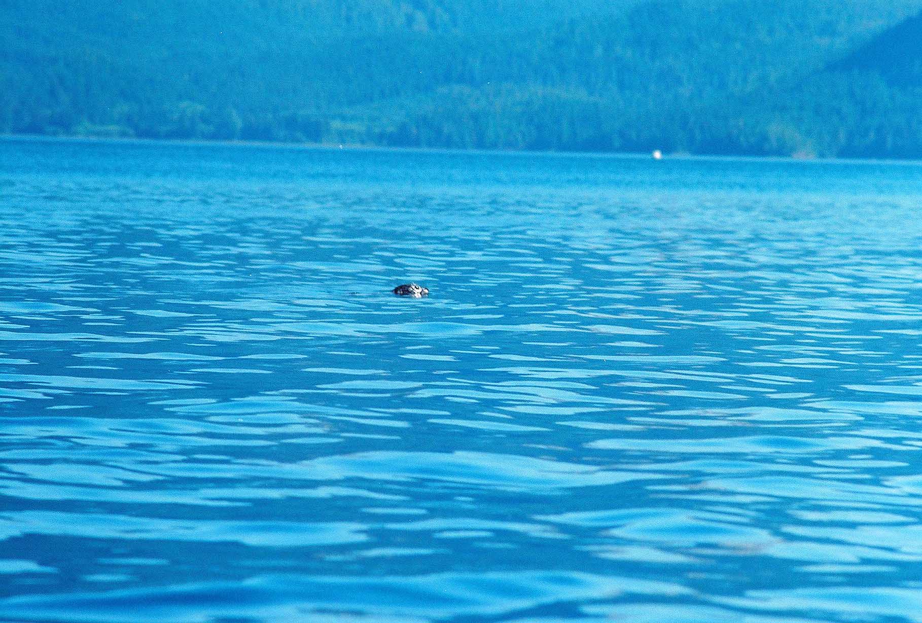 The dreaded seal