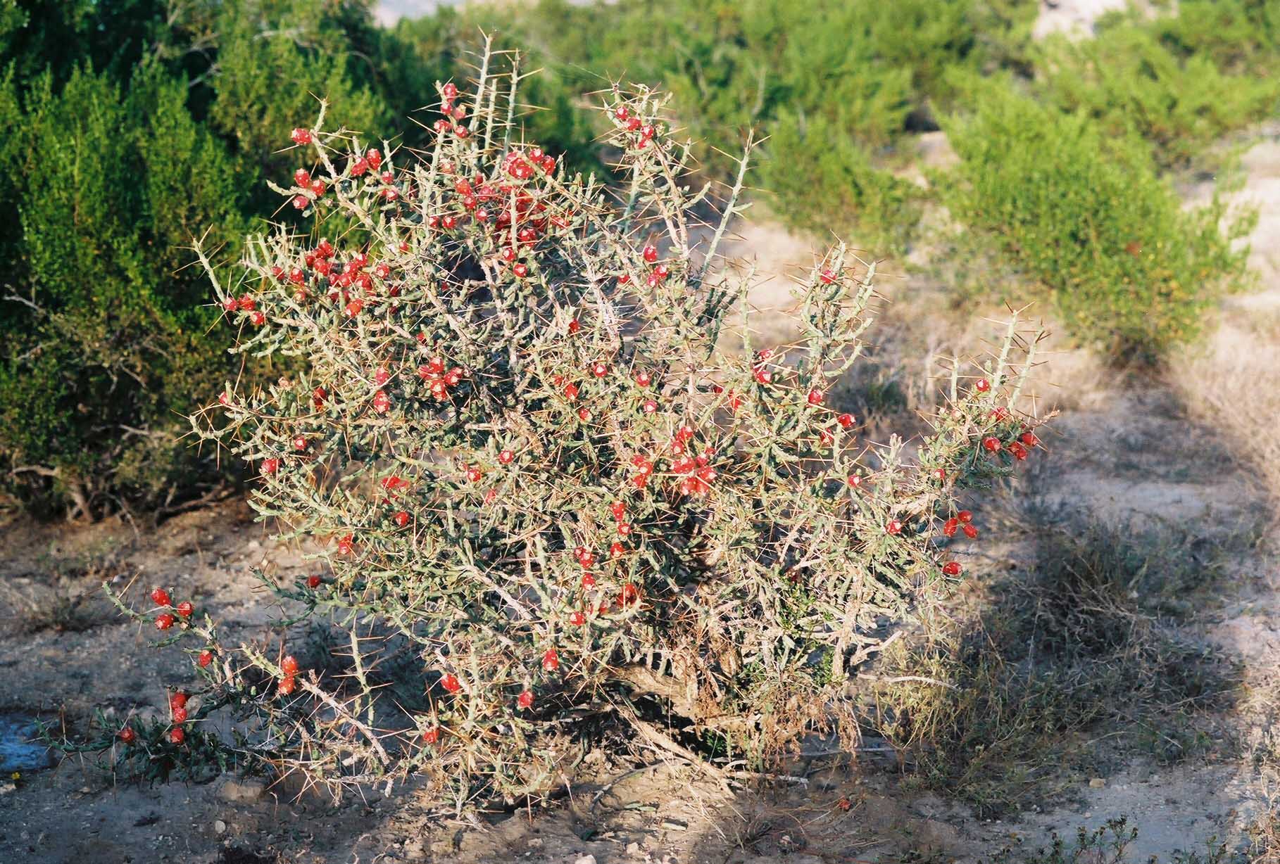 Cactus near Luna's Jacal